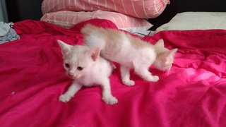 Marshmello  - Domestic Short Hair Cat