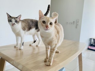 Xiu Fan &amp; Xiu Pak Miao - Domestic Medium Hair Cat