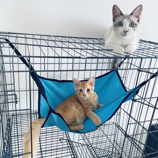 Xiu Fan &amp; Xiu Pak Miao - Domestic Medium Hair Cat