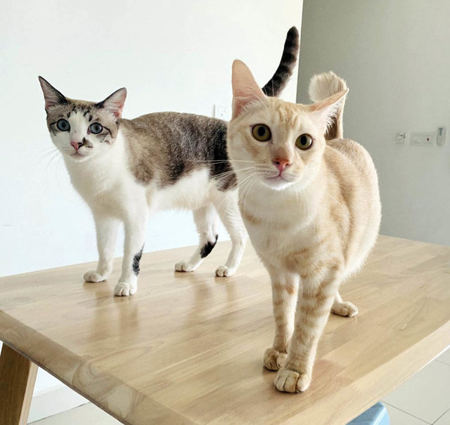 Xiu Fan &amp; Xiu Pak Miao - Domestic Medium Hair Cat