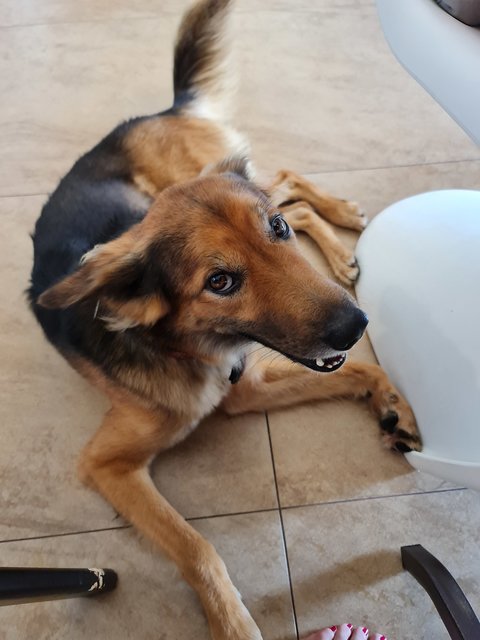 Jay - German Shepherd Dog + Saluki Dog