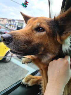 Jay - German Shepherd Dog + Saluki Dog