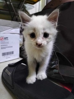 2 Siamese Kitten - Siamese Cat