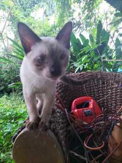 2 Siamese Kitten - Siamese Cat