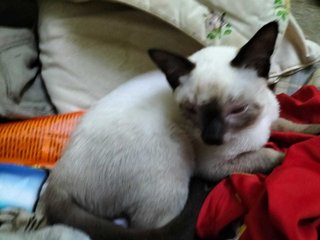 2 Siamese Kitten - Siamese Cat