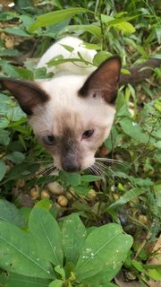 2 Siamese Kitten - Siamese Cat