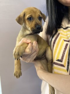 Oreo - Mixed Breed Dog