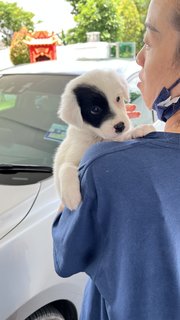 Oreo - Mixed Breed Dog