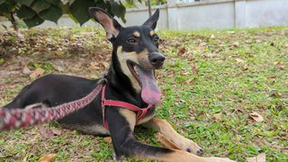 Clove - Mixed Breed Dog