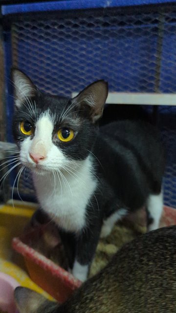 Lunch(Tuxedo)/dinner (Tabby) - Domestic Short Hair Cat