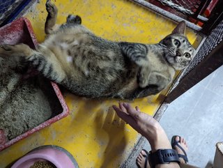 Lunch(Tuxedo)/dinner (Tabby) - Domestic Short Hair Cat