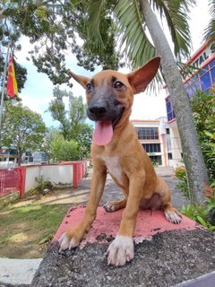 Koko - Bull Terrier Mix Dog