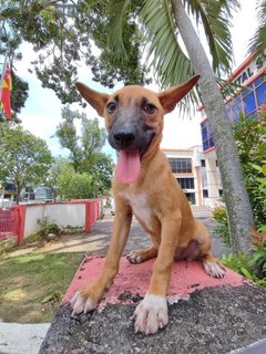 Koko - Bull Terrier Mix Dog