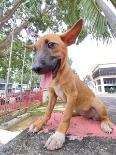 Koko - Bull Terrier Mix Dog