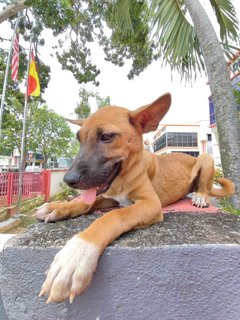 Koko - Bull Terrier Mix Dog