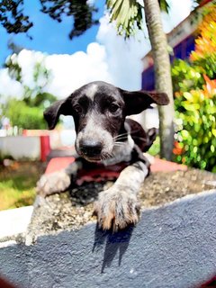 Mochi - Australian Shepherd Mix Dog