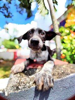 Mochi - Australian Shepherd Mix Dog