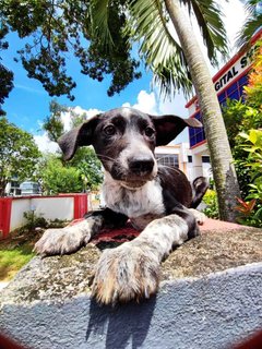 Mochi - Australian Shepherd Mix Dog