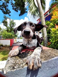 Mochi - Australian Shepherd Mix Dog