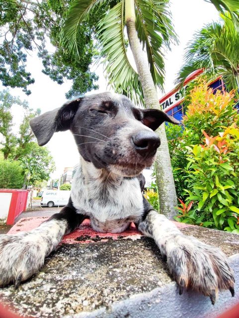 Mochi - Australian Shepherd Mix Dog