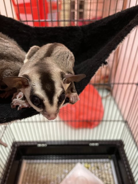 Gazhua &amp; Dido - Sugar Glider Small & Furry