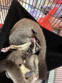 Gazhua &amp; Dido - Sugar Glider Small & Furry