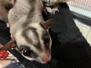 Gazhua &amp; Dido - Sugar Glider Small & Furry