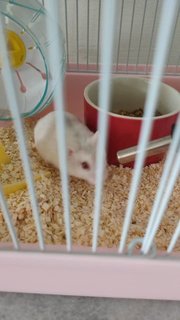 PF120624 - Striped Hamster Hamster