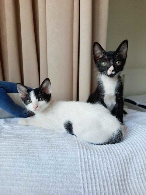 Stella &amp; Luna - Domestic Short Hair Cat