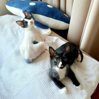 Stella &amp; Luna - Domestic Short Hair Cat