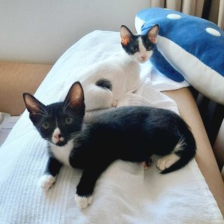 Stella &amp; Luna - Domestic Short Hair Cat