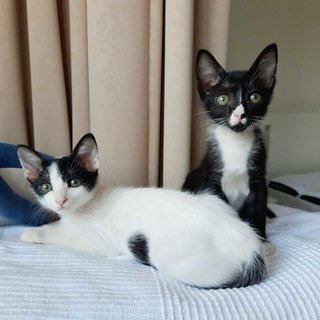 Stella &amp; Luna - Domestic Short Hair Cat