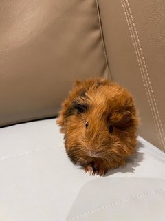 Chocolate, Male Guinea Pig- Dob:5thsep22 - Guinea Pig Small & Furry