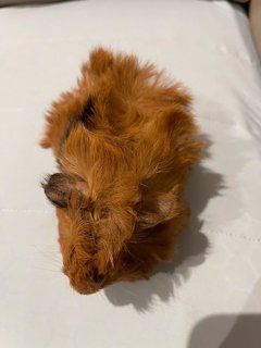 Chocolate, Male Guinea Pig- Dob:5thsep22 - Guinea Pig Small & Furry