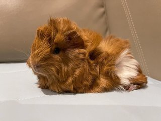 Chocolate, Male Guinea Pig- Dob:5thsep22 - Guinea Pig Small & Furry