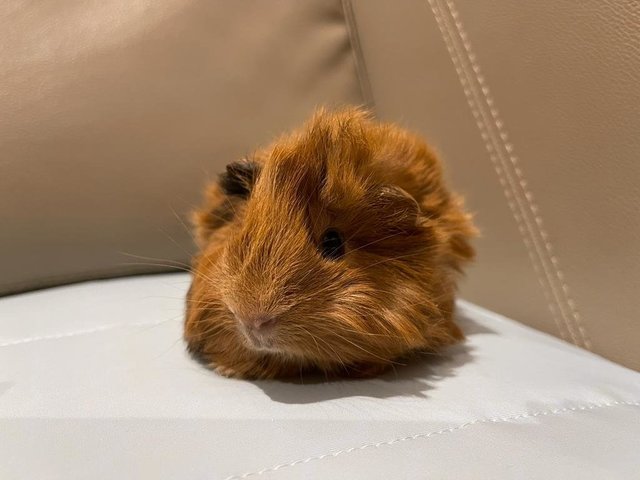 Chocolate, Male Guinea Pig- Dob:5thsep22 - Guinea Pig Small & Furry