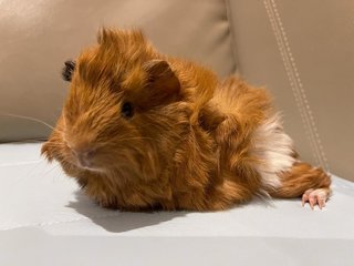 Chocolate, Male Guinea Pig- Dob:5thsep22 - Guinea Pig Small & Furry