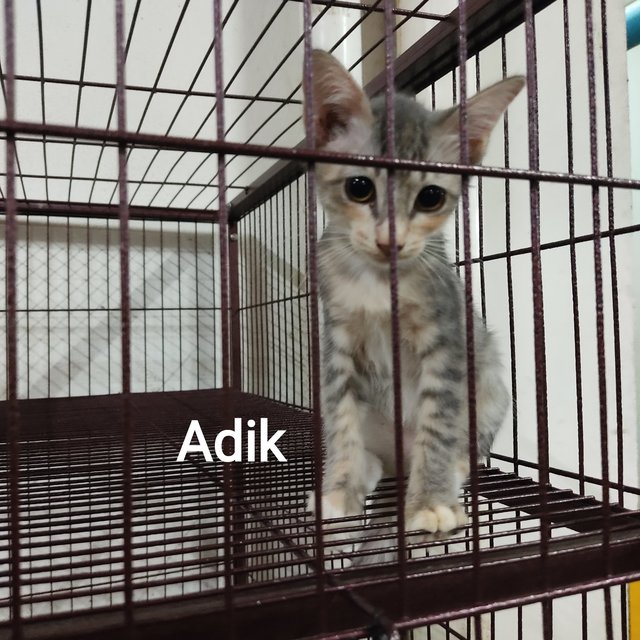 Adik - British Shorthair + Calico Cat