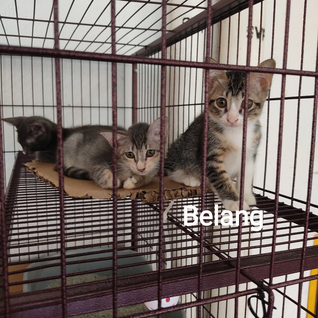 Belang  - British Shorthair + Calico Cat