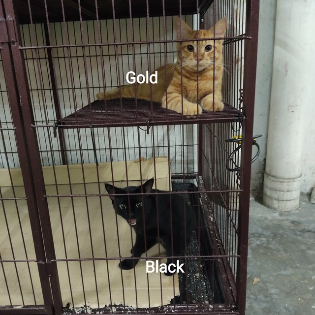 Gold - Domestic Short Hair Cat