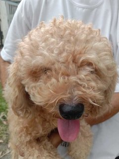 Lucky - Poodle Dog