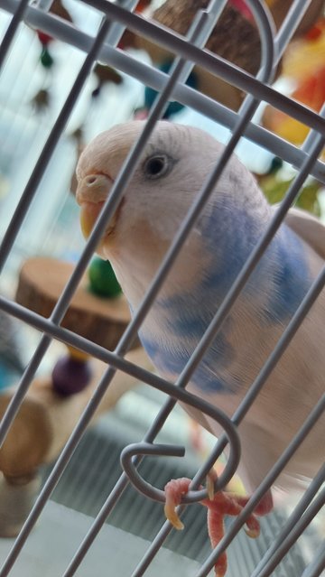 Cloudy - Budgie/Budgerigar Bird