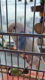 Cloudy - Budgie/Budgerigar Bird