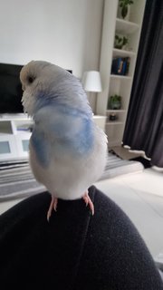 Cloudy - Budgie/Budgerigar Bird