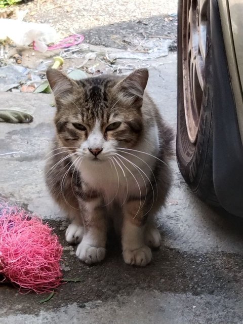 Stray Cat Grey - Domestic Medium Hair Cat