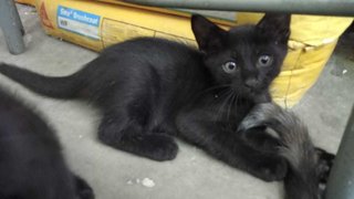 Black Kitty Seated Side View at 3 mths of age