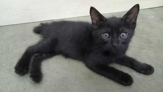 Black Kitty Seated Side View at 3 mths of age