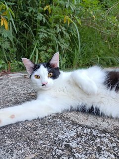 Panda - Domestic Medium Hair Cat