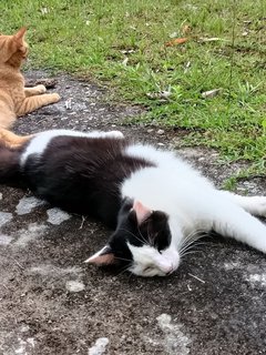 Panda - Domestic Medium Hair Cat