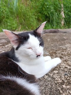 Panda - Domestic Medium Hair Cat